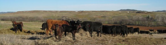 This is the scene from the car window these days as we drive through the pasture to get to the in-laws house.