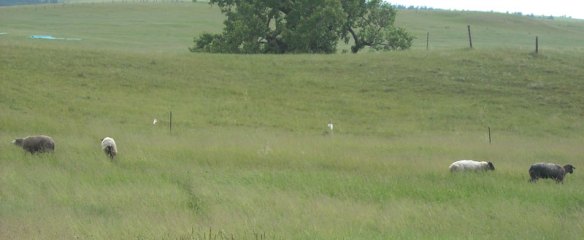 In mid-June four ewes graze in our little pasture created with electric fence.