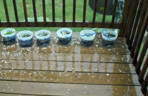 We were pelted by hail up to 1" in diameter. Here is some of the hail sprinkled around our deck.