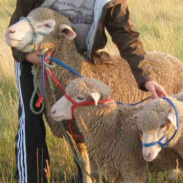 Sports Girl briefly reunites the mama white-faced sheep with her two lambs during an evening walk before the fair in August. The lambs were weaned and therefore separated from their mama in early June.