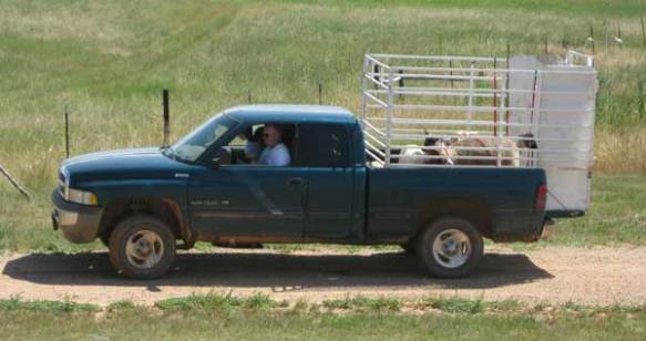 Handsome Hubby transports the sheep from the ranch to the fair using a rack in back of his pickup.