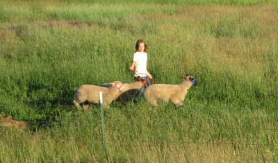 Horse Lover helped halter break the lambs this summer. I think walking the sheep is her favorite part of showing.