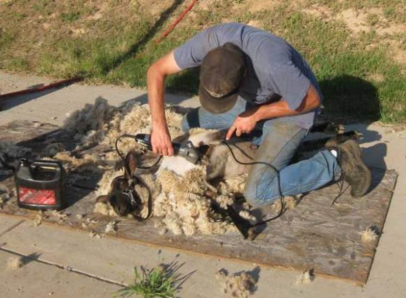 The lambs must all be sheared just before the show. They are all shown as market or "meat" lambs, and therefore the condition of their carcass is much more important than the quality of their wool.