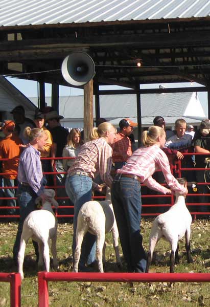 Sports Girl (far right) shows one of her black-faced lambs at our county fair in August 2009. I believe all of our sheep earned purple ribbons, although none were top finishers in their classes. Oh well ... there's always next year!