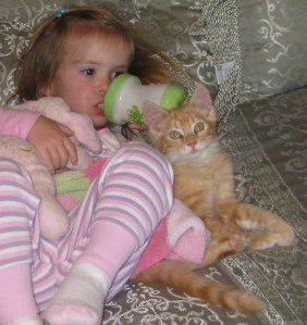 Tom Cat Named Ginger