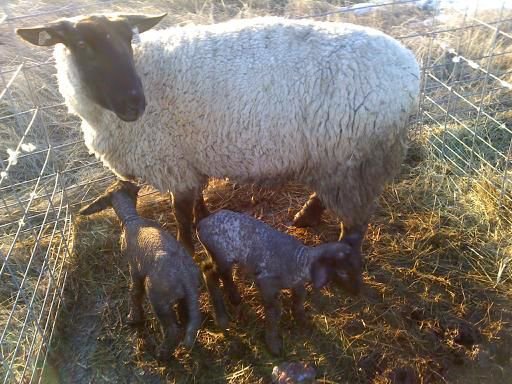 Black-Faced Ewe With Twin Lambs